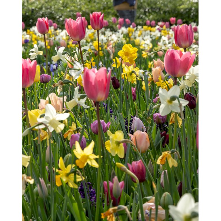 Tulipan (kombinationspakke) 'Indigo'
