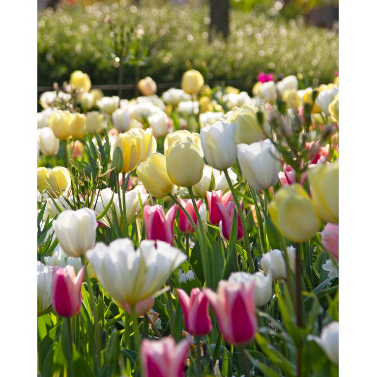 Tulipan (kombinationspakke) 'Nude & White'