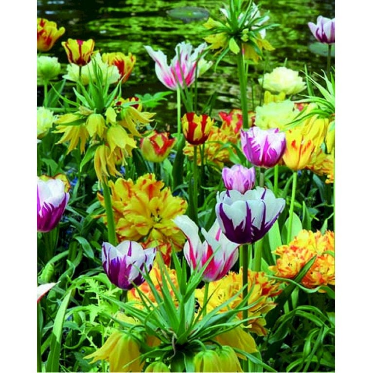 Tulipan (kombinationspakke) 'Painters Choice'