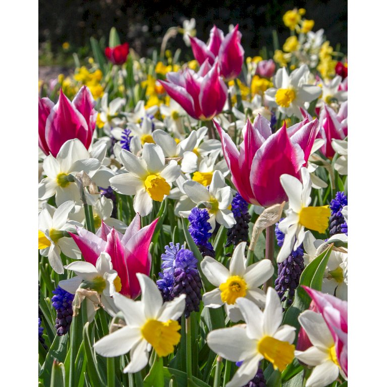 Tulipan (kombinationspakke) 'Palette of Spring'