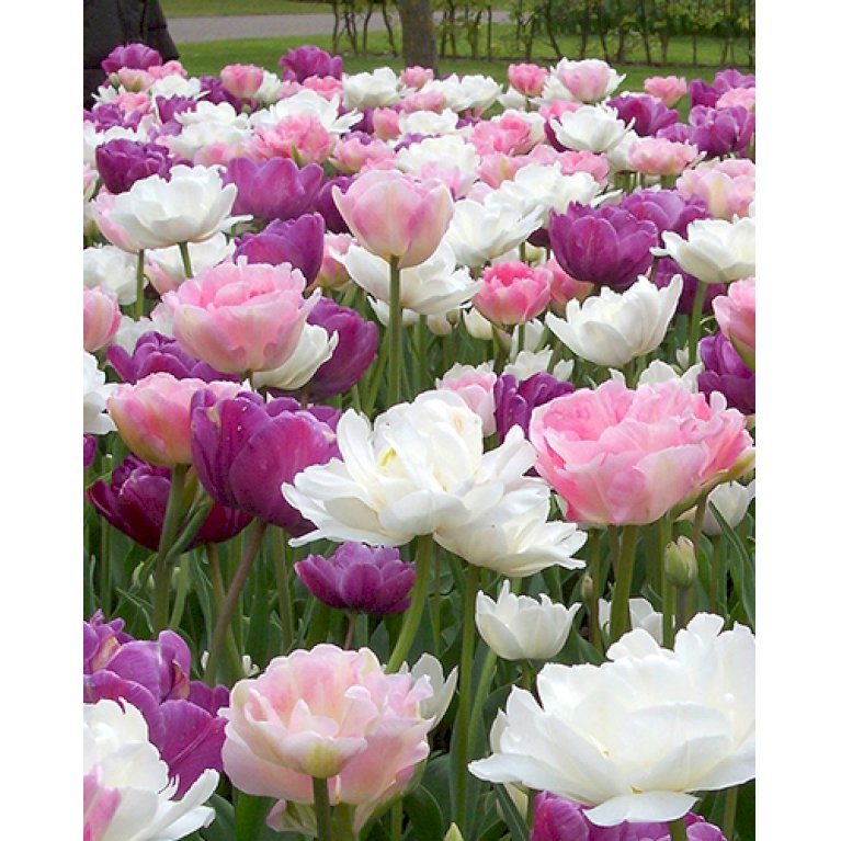 Tulipan (kombinationspakke) 'Peaceful Pastels'
