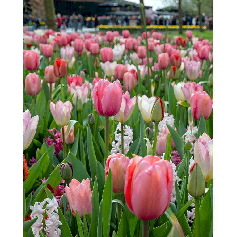 Tulipan (kombinationspakke) 'Pink Dreams'
