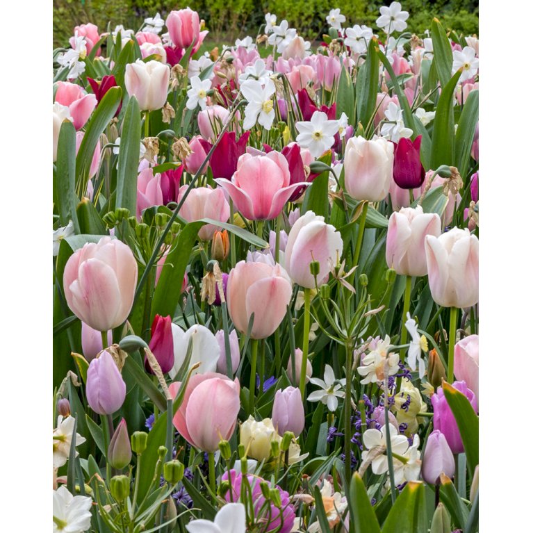 Tulipan (kombinationspakke) 'Silk'