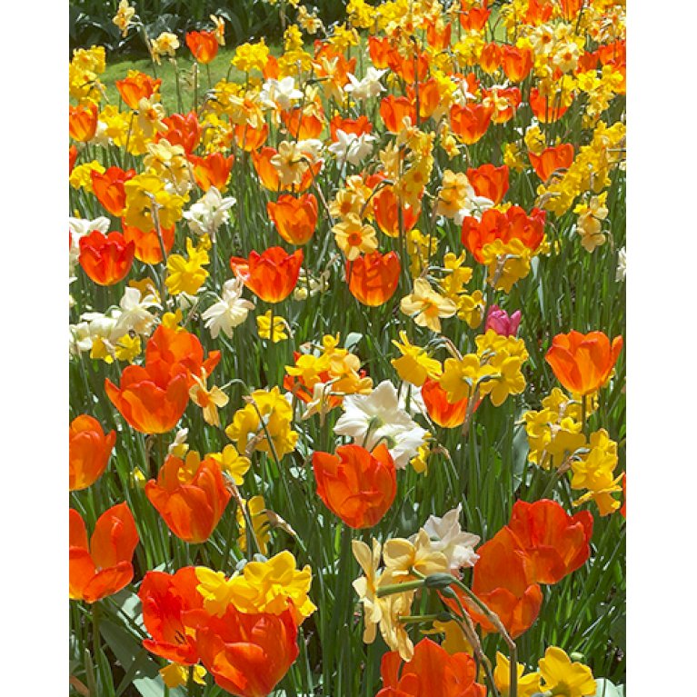 Tulipan (kombinationspakke) 'Sunset'