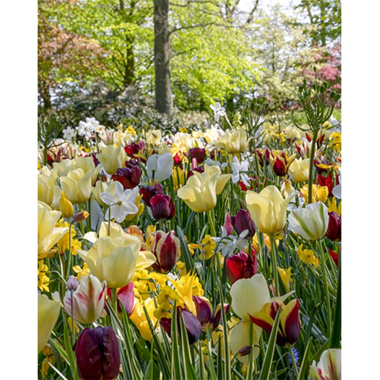Tulipan (kombinationspakke) 'Wild Garden'