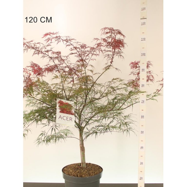 Acer pal. 'Garnet'