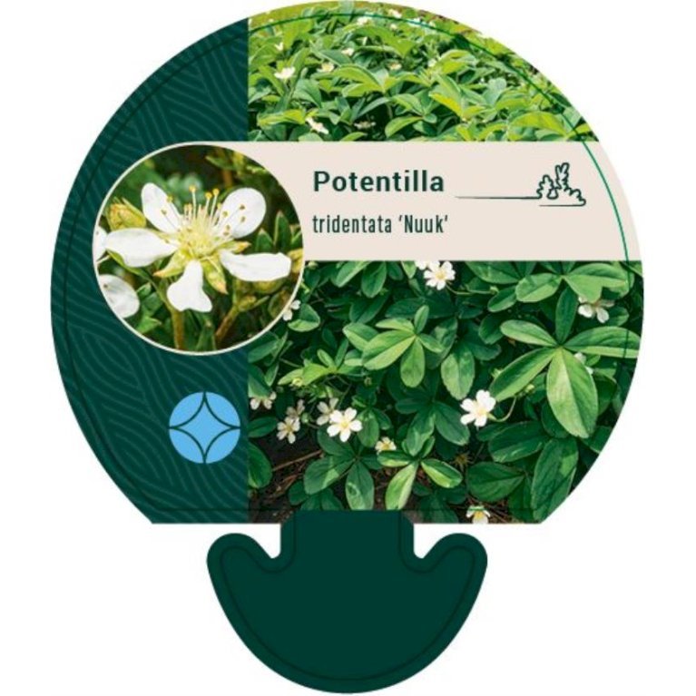 Potentilla 'Nuuk'