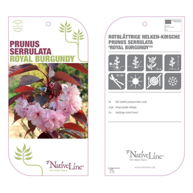 Rødbladet Japansk Kirsebær 'Royal Burgundy'