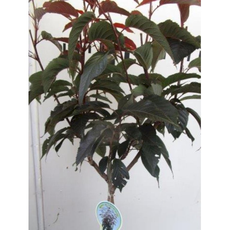 Rødbladet Japansk Kirsebær 'Royal Burgundy'