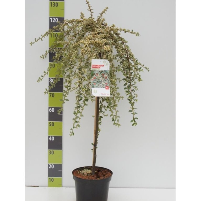 Dværgmispel 'Juliette'