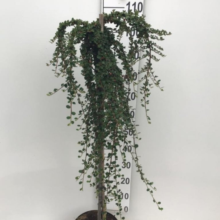 Dværgmispel 'Queen of Carpet'