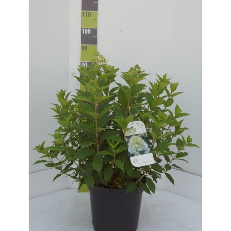 Syrén-Hortensia 'Limelight'