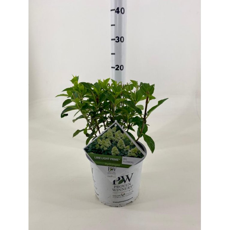 Syrén-Hortensia 'Limelight'