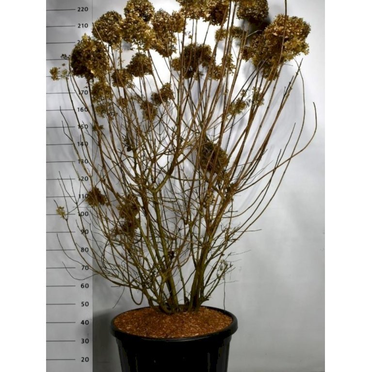 Syrén-Hortensia 'Limelight'