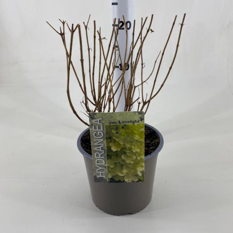 Syrén-Hortensia 'Limelight'