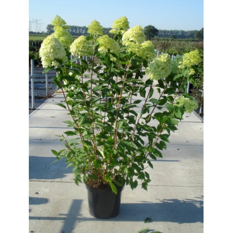 Syrén-Hortensia 'Limelight' - Hydrangea paniculata 'Limelight' (3,0 liter potte)