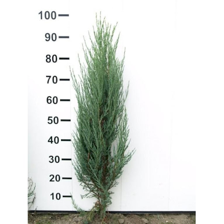Blyants Enebær 'Blue Arrow' - Juniperus scopulorum 'Blue Arrow' (Potte 5,0 liter,- 80-100 cm.)