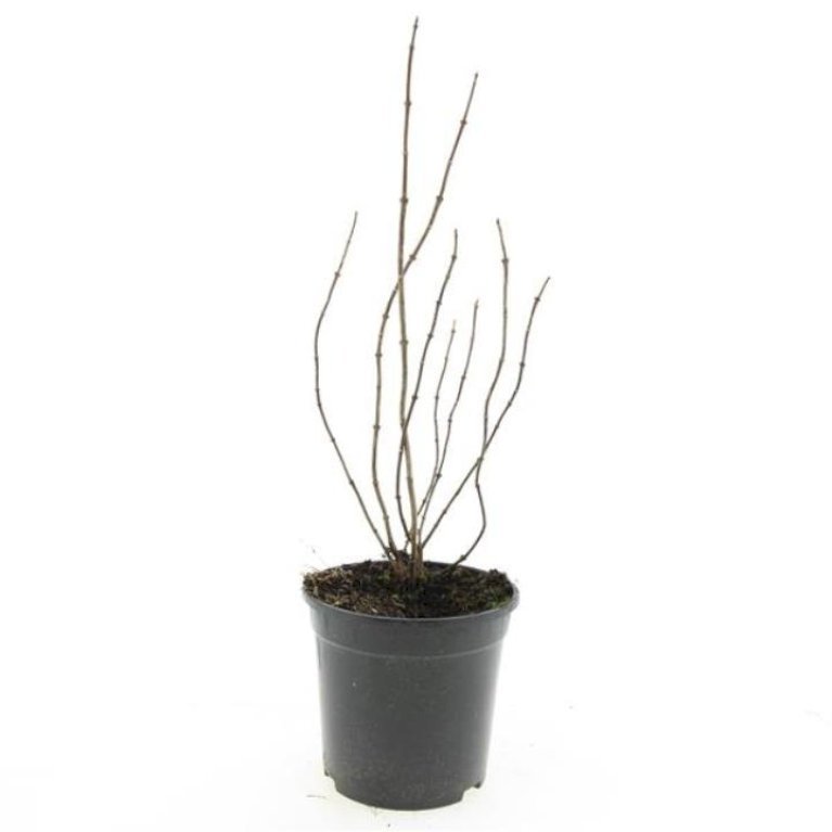 Uægte Jasmin 'Coronarius'