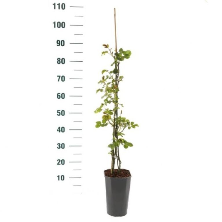 'Bonita™ Renaissance'®