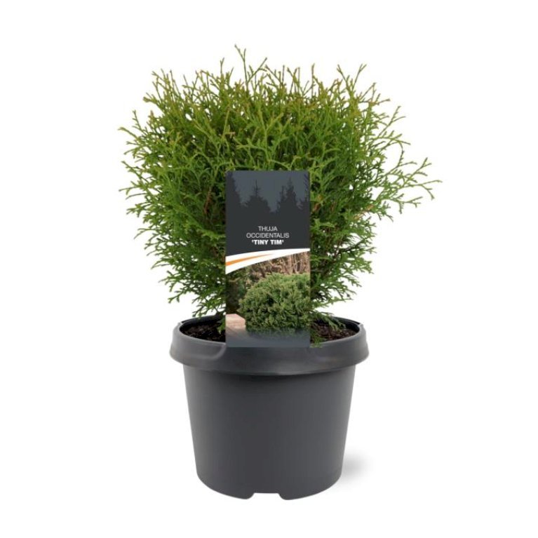 Thuja 'Tiny Tim'