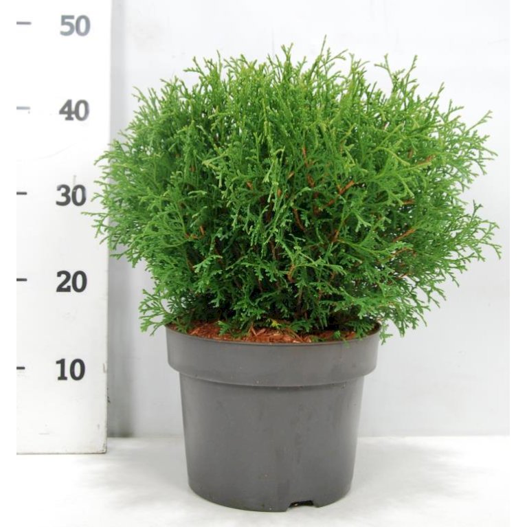 Thuja 'Tiny Tim'