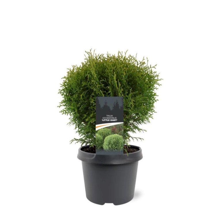 Thuja 'Little Giant'