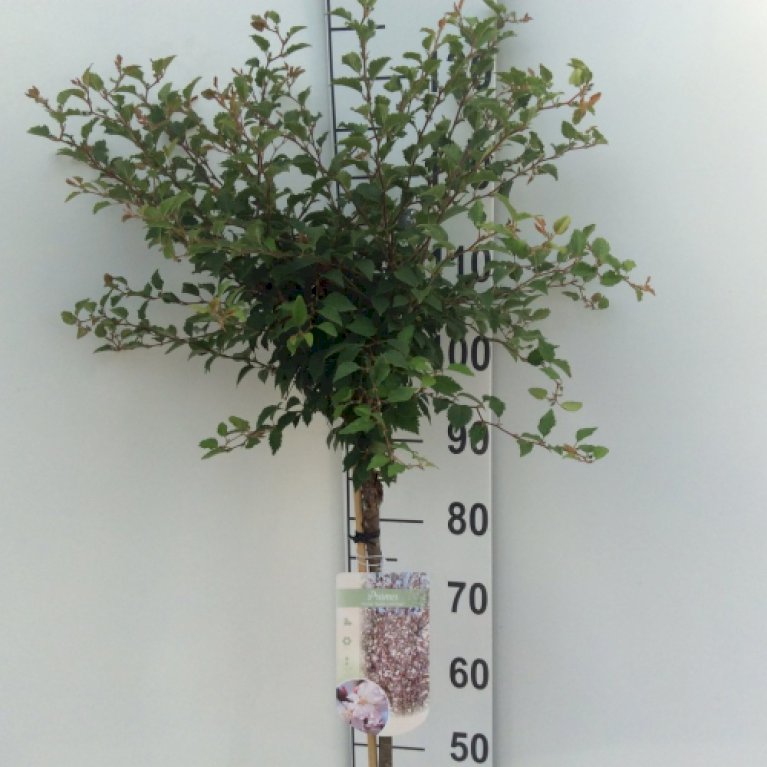 Fuji-kirsebær 'Kojou-no-mai' - Prunus incisa 'Kojou-no-mai' (Opstammet 60 cm. 5 liter potte)