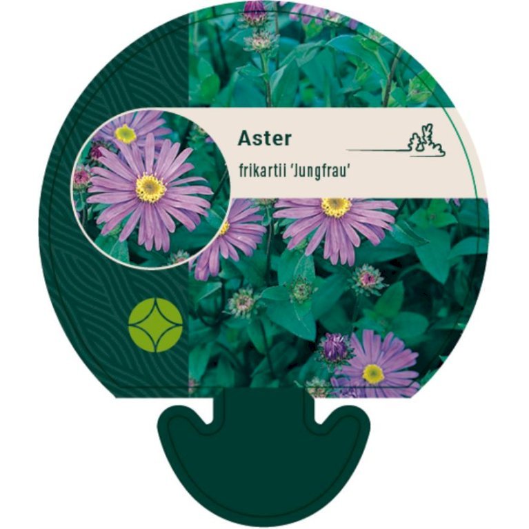 Asters 'Jungfrau' - Aster frikartii 'Jungfrau' (0,8 liter potte)
