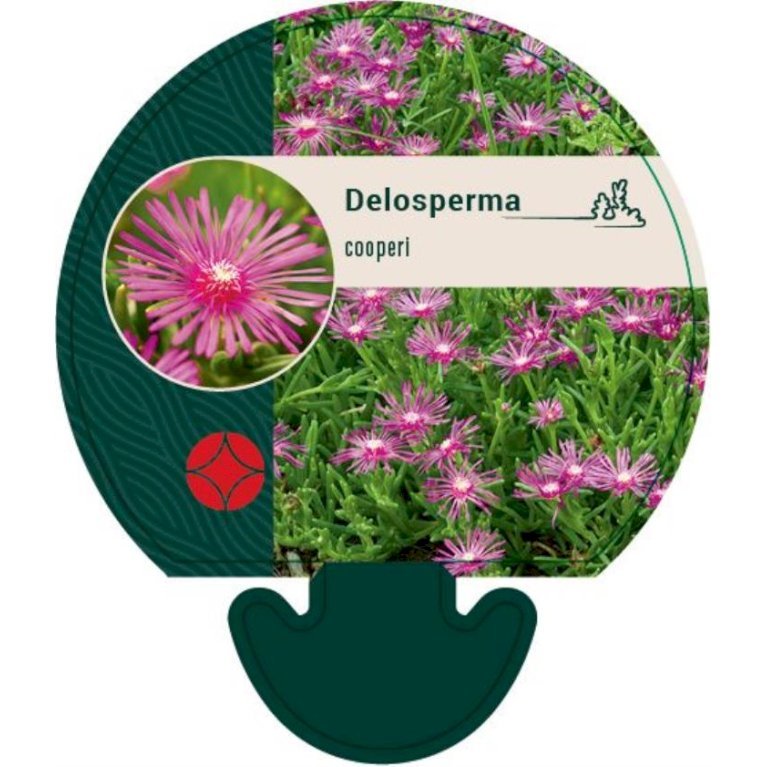 Middagsblomst