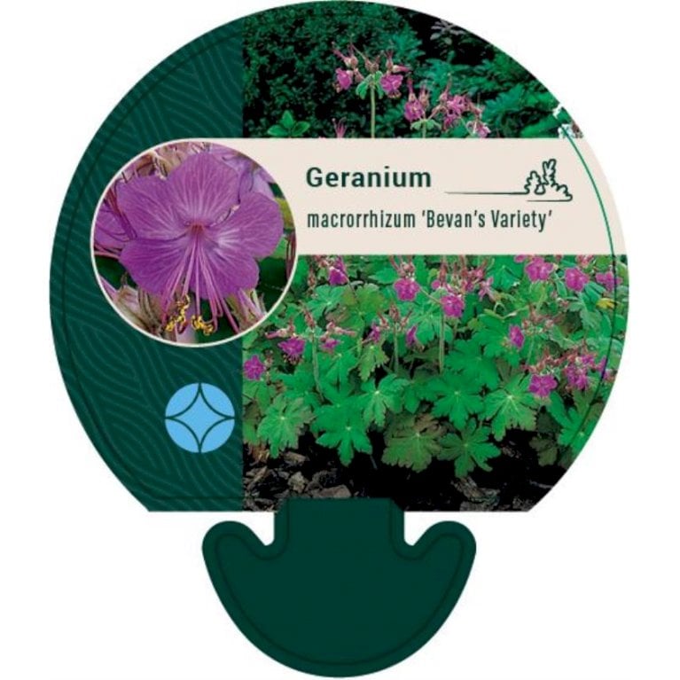 Storrodet Storkenæb 'Bevan's Variety' - Geranium macrorrhizum 'Bevan's Variety' (0,8 liter potte)
