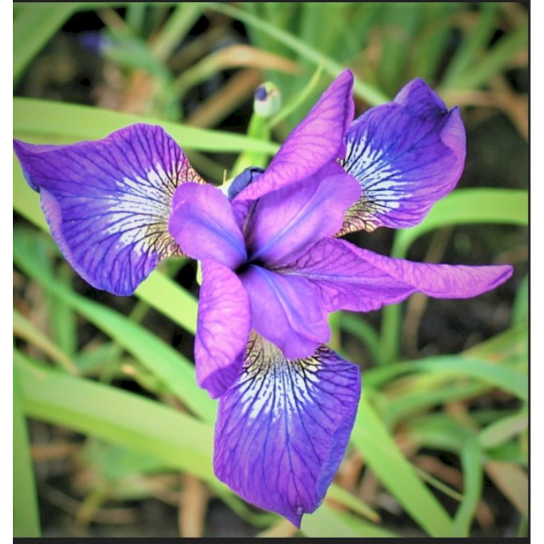 Sibirisk Iris 'Sparkling Rose'
