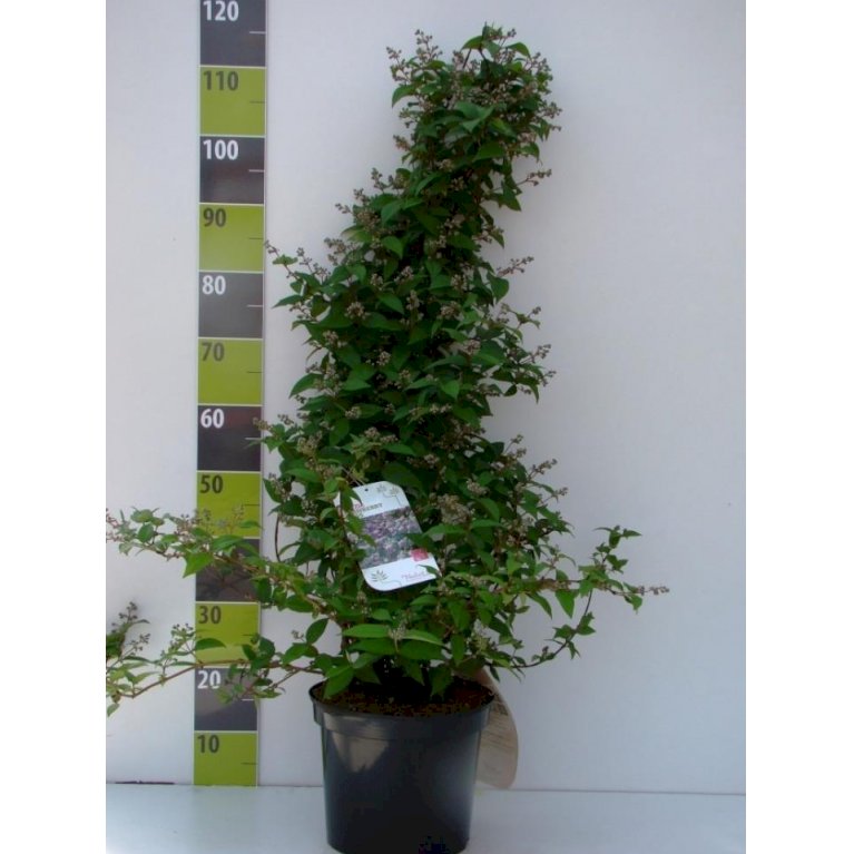 Stjernetop 'Strawberry Fields'