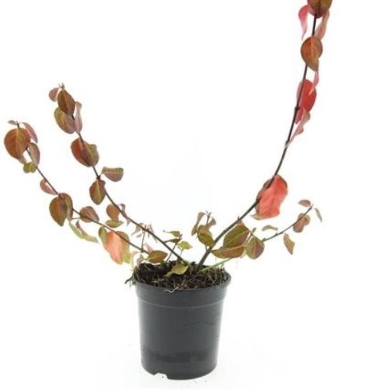 Krybende benved 'Coloratus'