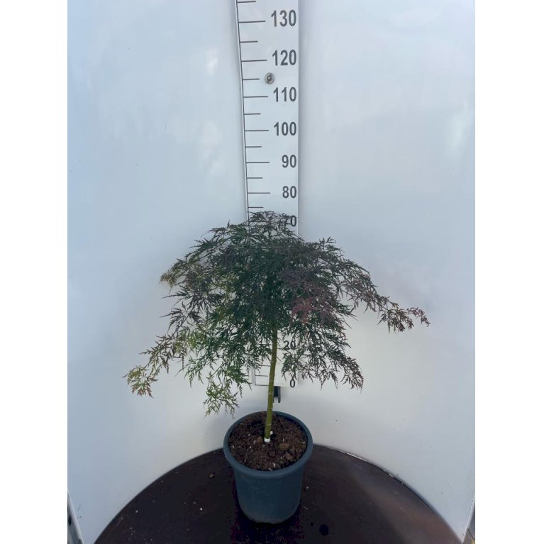 Japansk Ahorn 'Orangeola'