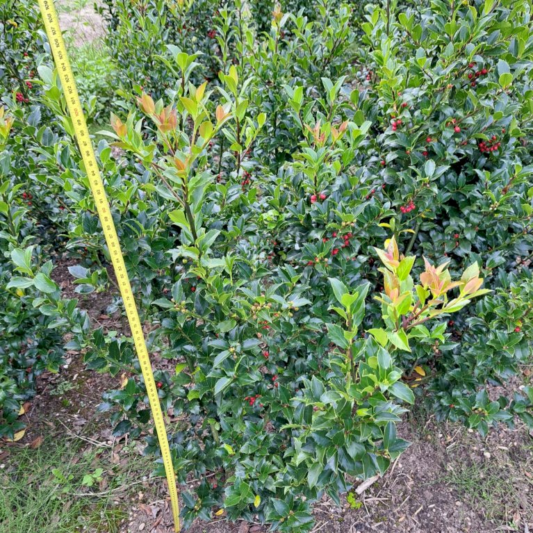 Kristtorn 'Blue Maid'