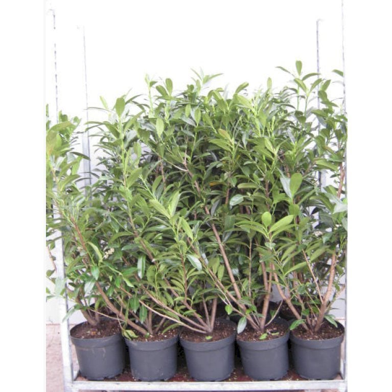 Kirsebærlaurbær 'Caucasica'