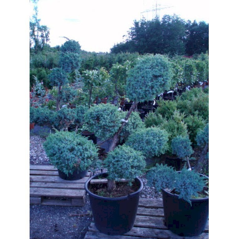 Kinesisk Ene 'Blue Alps'