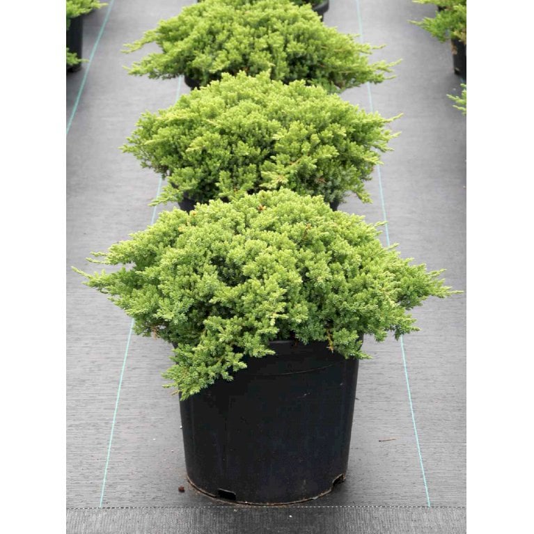 Japansk Enebær 'Nana' - Juniperus procumbens 'Nana' (5 Liter potte)