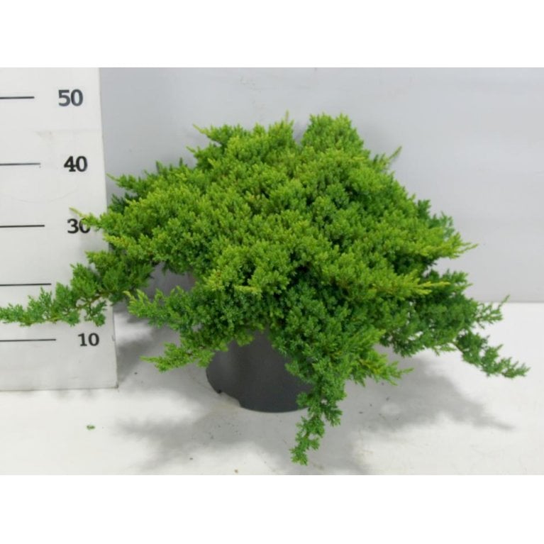 Japansk Enebær 'Nana'