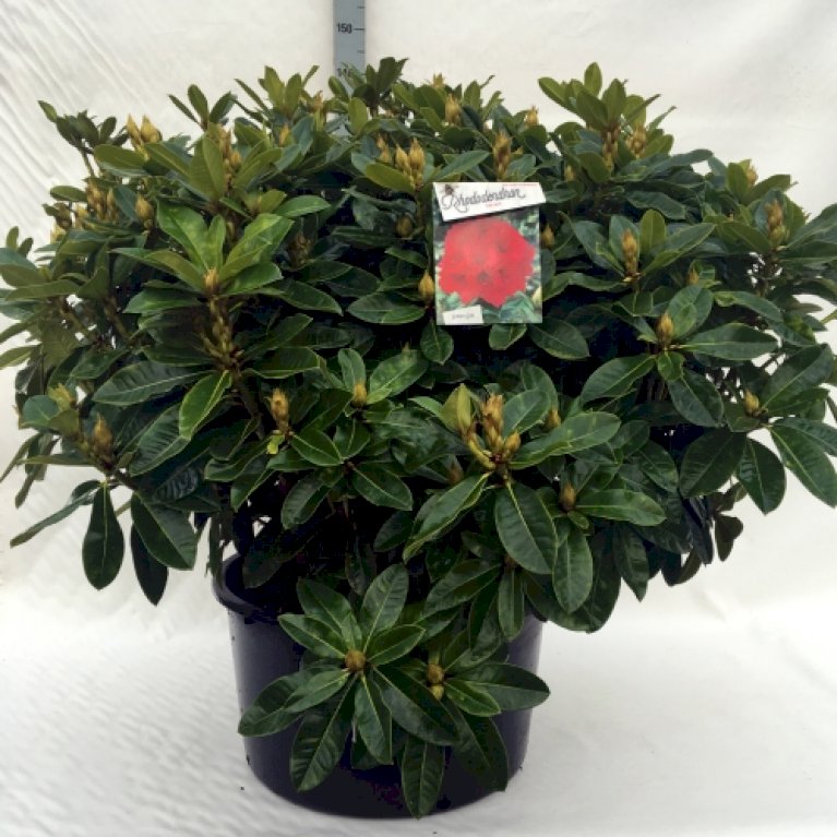 'Red Jack' - Rhododendron hybrid 'Red Jack' (Små klumpplanter)