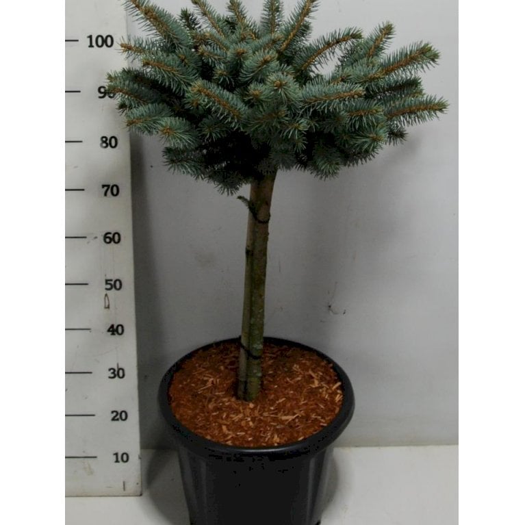 Blågran 'Glauca Globosa'