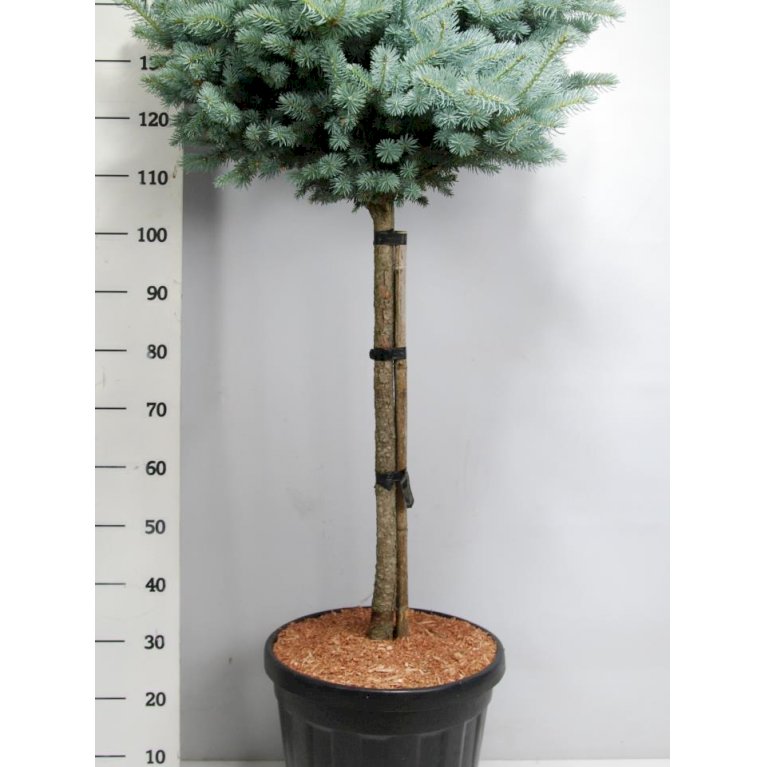 Blågran 'Glauca Globosa'