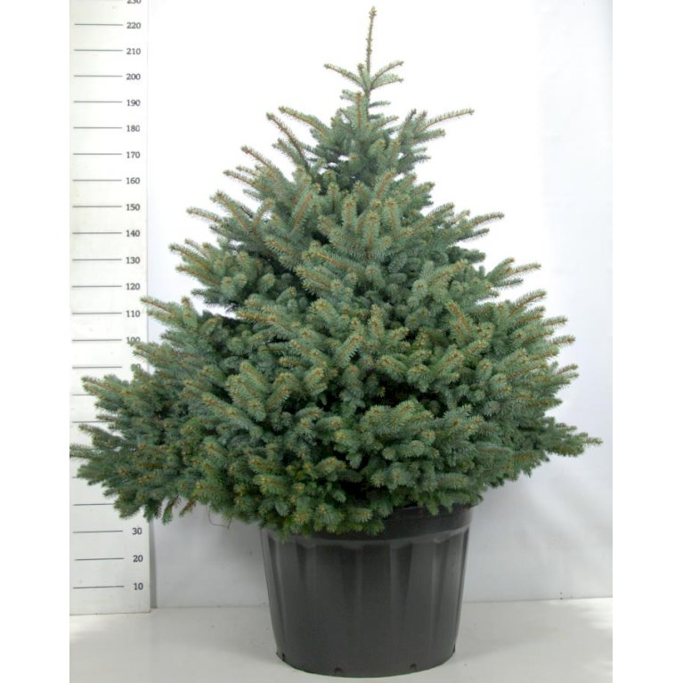 Blågran 'Glauca Globosa' - Nåletræer - Plantetorvet.dk