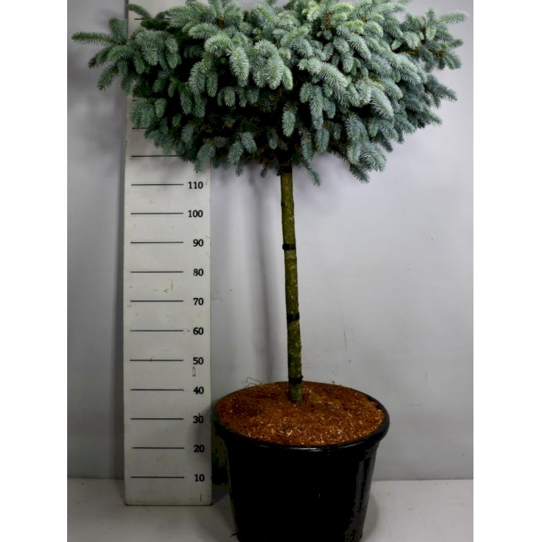Blågran 'Glauca Globosa' - Nåletræer - Plantetorvet.dk