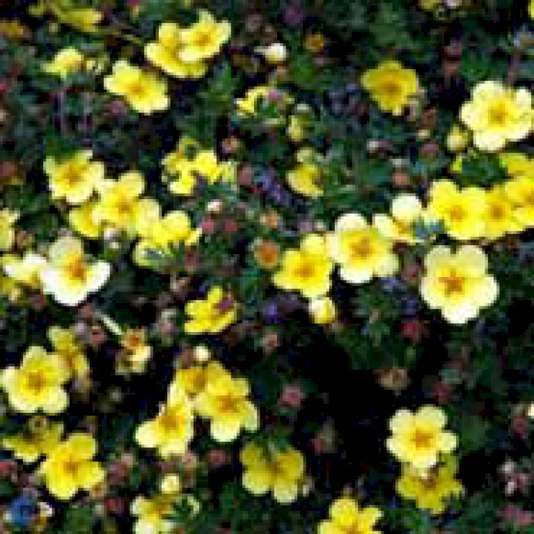 Potentilla 'Elizabeth'