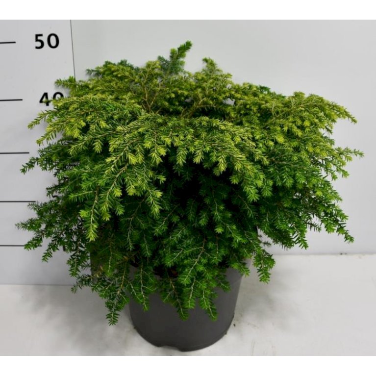 Kugle-Lind 'Green Globe'