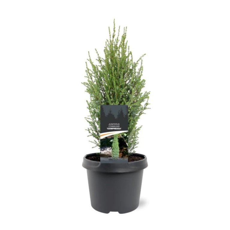 Almindelig Enebær 'Compressa'