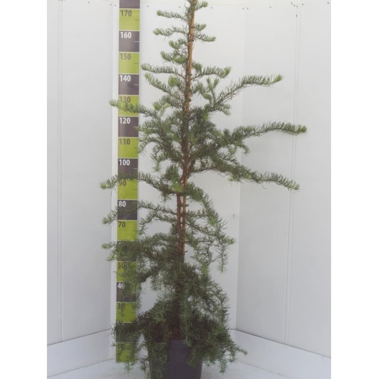 Japansk Lærk 'Diana'