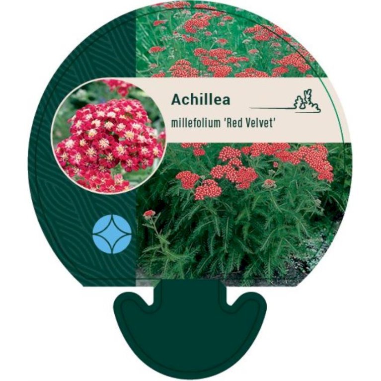 Røllike 'Red Velvet’