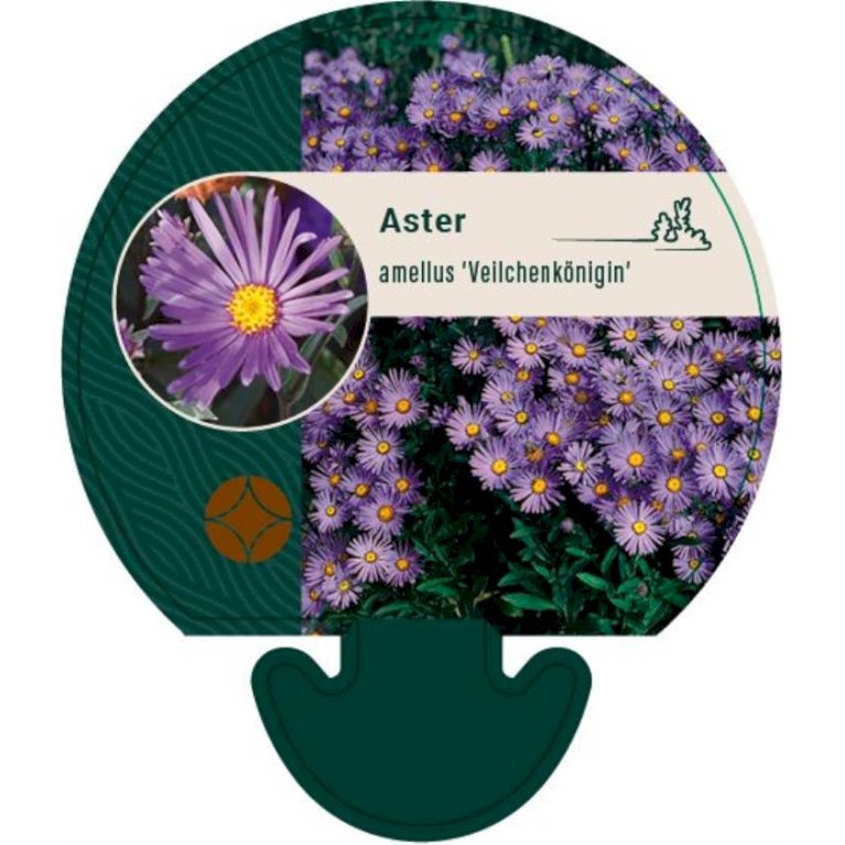 Amellusasters 'Veilchenkönigin'